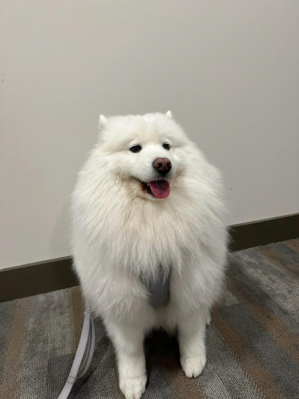 A cute dog a samoyed